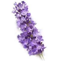 Sale Kneipp Relaxing Badschuim 400 ML