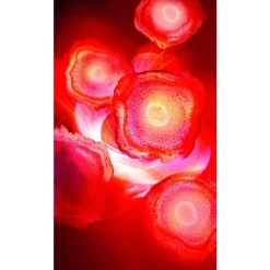 New L'Oréal Paris Revitalift Red Cream Anti-Rimpel Dagcrème Met Ginseng 50 ML