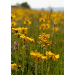 Hot Weleda Arnica Sport Massageolie 100 ML