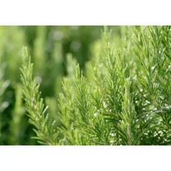 Online Weleda Men hydraterende crème