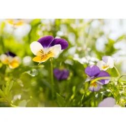 Sale Weleda MEN Scheercrème - 75ML