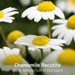 Best Weleda Planten Tandpasta