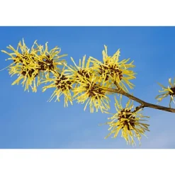 Clearance Weleda Reinigingsolie En Make-Up Remover