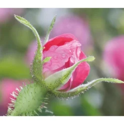 New Weleda Wilde Rozen & Witte Thee Vitaliserende Oogcontourcrème 12 ML